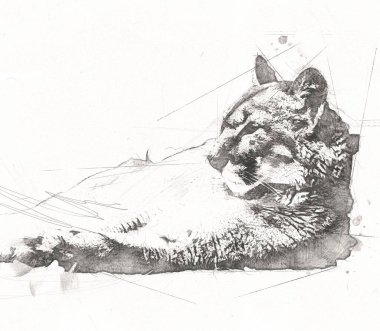 Puma, arka planda izole edilmiş puma portresi, illüstrasyon, sanat, antika, antika resim çizimi