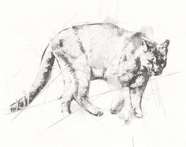 Puma, arka planda izole edilmiş puma portresi, illüstrasyon, sanat, antika, antika resim çizimi