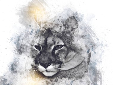 Puma, arka planda izole edilmiş puma portresi, illüstrasyon, sanat, antika, antika resim çizimi