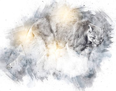 Puma, arka planda izole edilmiş puma portresi, illüstrasyon, sanat, antika, antika resim çizimi