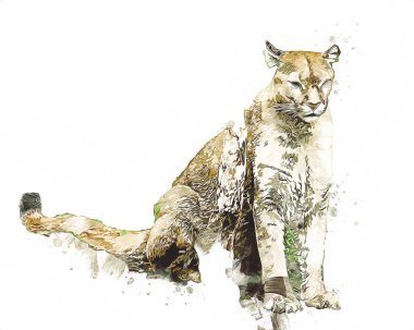 Puma, arka planda izole edilmiş puma portresi, illüstrasyon, sanat, antika, antika resim çizimi