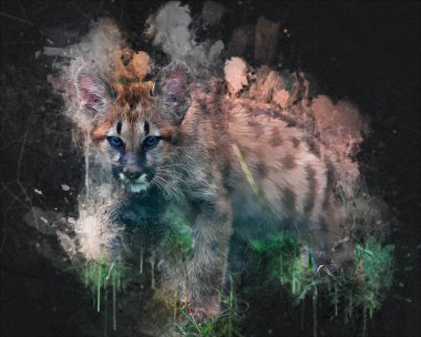 Puma, arka planda izole edilmiş puma portresi, illüstrasyon, sanat, antika, antika resim çizimi