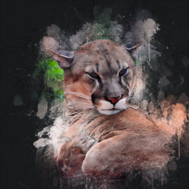 Puma, arka planda izole edilmiş puma portresi, illüstrasyon, sanat, antika, antika resim çizimi