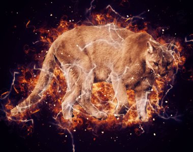 Puma, arka planda izole edilmiş puma portresi, illüstrasyon, sanat, antika, antika resim çizimi