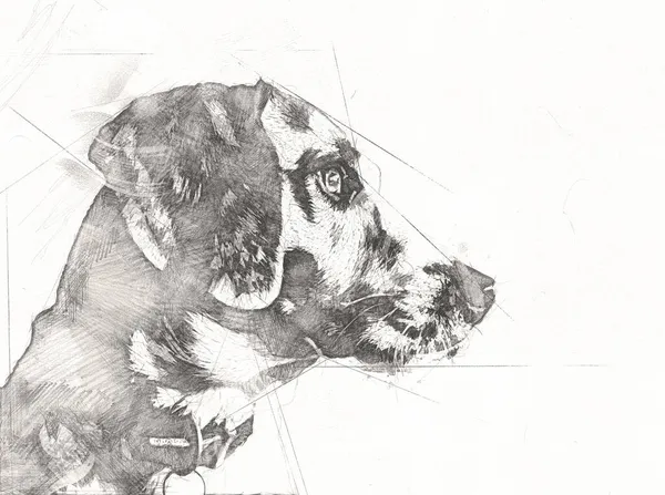 아메리칸 하운드 American Foxhound 빈티지 골동품 스케치를 — 스톡 사진