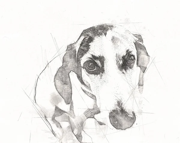 Pies Rasa Amerikanka Foxhound Ilustracja Sztuka Vintage Retro Antyczny Rysunek — Zdjęcie stockowe