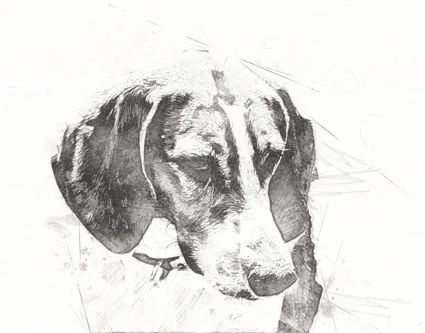 Chien Race American Foxhound Illustration Art Vintage Rétro Dessin Antique — Photo
