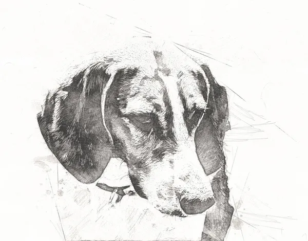 Hond Ras American Foxhound Illustratie Kunst Vintage Retro Antieke Tekening — Stockfoto