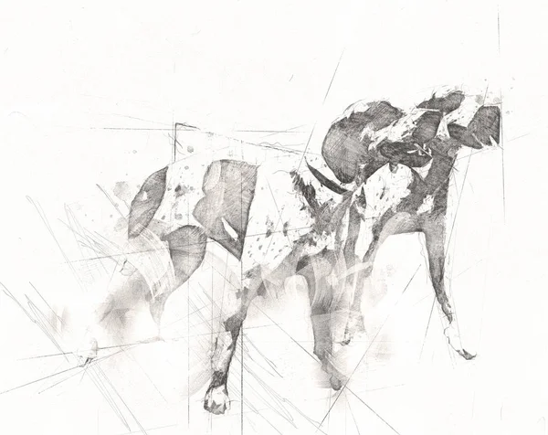 Chien Race American Foxhound Illustration Art Vintage Rétro Dessin Antique — Photo