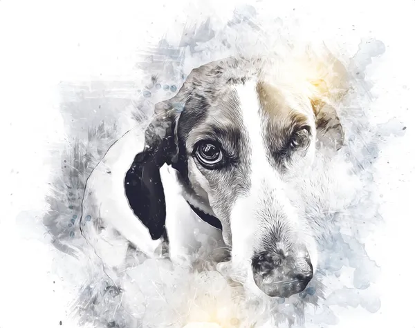 犬はアメリカのフォックスハウンド イラスト アート ヴィンテージ レトロ アンティークの絵のスケッチを繁殖 — ストック写真