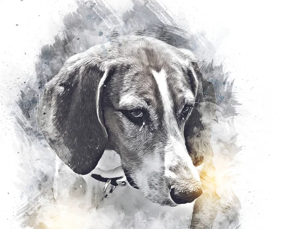 Hunden Ras American Foxhound Illustration Konst Vintage Retro Antik Teckning — Stockfoto