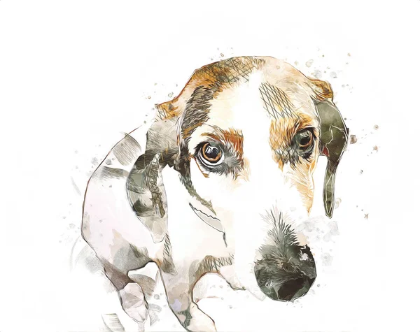 Die Hunderasse American Foxhound Illustration Kunst Jahrgang Retro Antike Zeichnung — Stockfoto