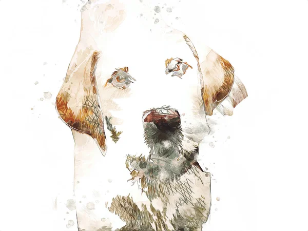 Dog Breed American Foxhound Illustration Art Vintage Retro Antique Drawing — Stock Photo, Image