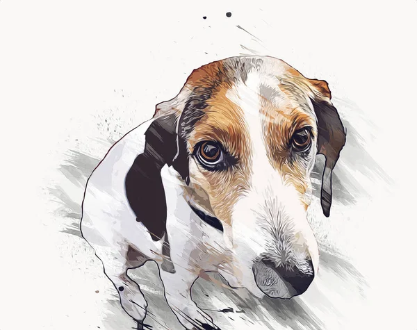 Dog Breed American Foxhound Illustration Art Vintage Retro Antique Drawing — Stock Photo, Image