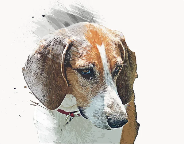 这只狗的品种有美国狐狸猎犬 古画素描 — 图库照片