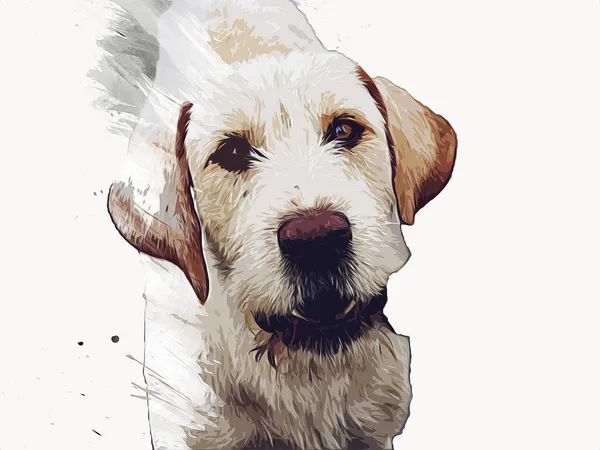 Hond Ras American Foxhound Illustratie Kunst Vintage Retro Antieke Tekening — Stockfoto