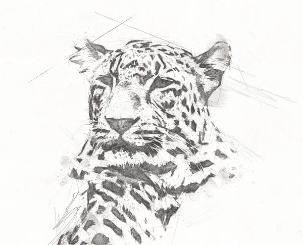 Leopard Namibia Illustration Art Vintage Retro Antique Drawing Painting Sketch — Stock Photo, Image