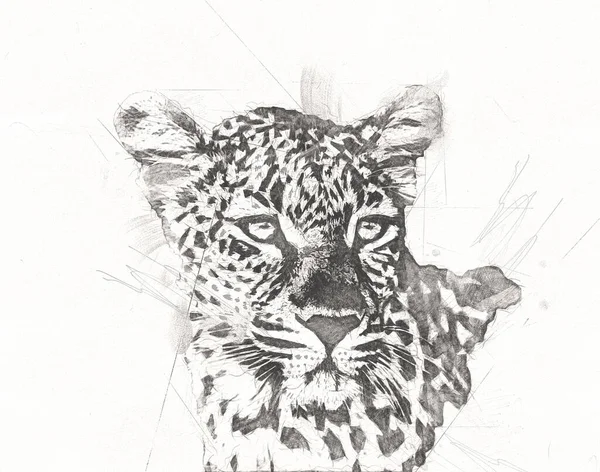 Leopardo Namíbia Ilustração Arte Vintage Retro Desenho Antigo Pintura Esboço — Fotografia de Stock