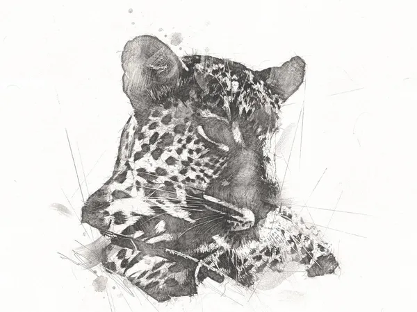 Der Leopard Namibia Illustration Kunst Vintage Retro Antike Zeichnung Malerei — Stockfoto