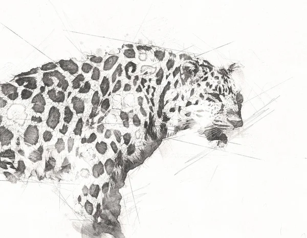 Leopardo Namibia Ilustración Arte Vintage Retro Dibujo Antiguo Dibujo Dibujo —  Fotos de Stock