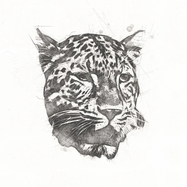 Leopardo Namibia Ilustración Arte Vintage Retro Dibujo Antiguo Dibujo Dibujo —  Fotos de Stock