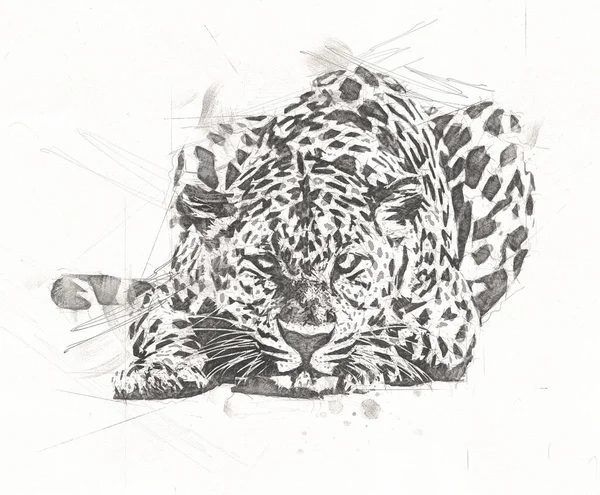 Der Leopard Namibia Illustration Kunst Vintage Retro Antike Zeichnung Malerei — Stockfoto