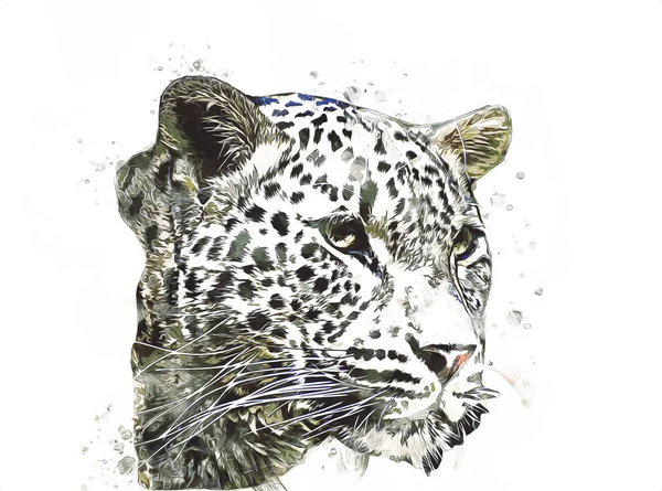 Leopardo Namibia Ilustración Arte Vintage Retro Dibujo Antiguo Dibujo Dibujo — Foto de Stock