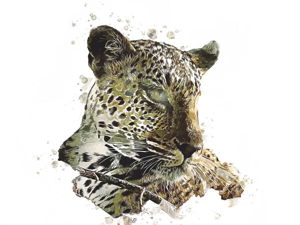 Leopardo Namibia Ilustración Arte Vintage Retro Dibujo Antiguo Dibujo Dibujo — Foto de Stock