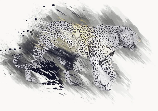 ナミビアのヒョウ イラスト アート ヴィンテージ レトロな アンティーク図面のスケッチ — ストック写真