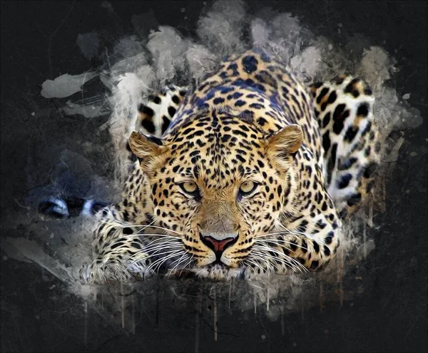 Leopardo Namíbia Ilustração Arte Vintage Retro Desenho Antigo Pintura Esboço — Fotografia de Stock