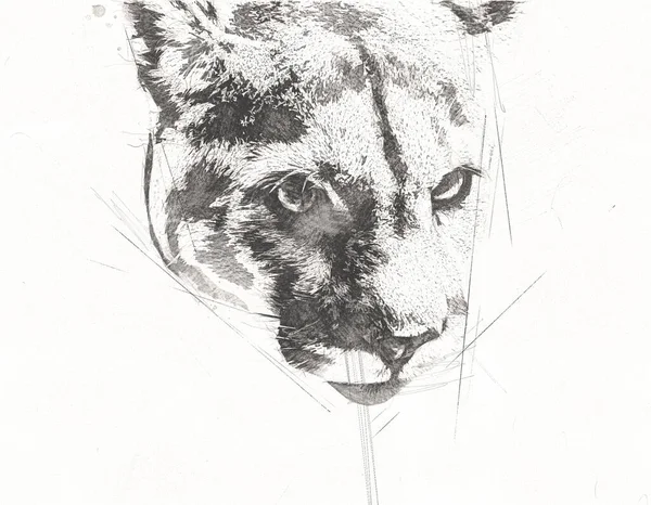 Puma Retrato Puma Isolado Fundo Ilustração Arte Vintage Retro Desenho — Fotografia de Stock