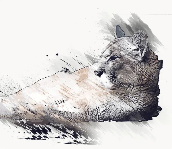 Puma Arka Planda Izole Edilmiş Puma Portresi Illüstrasyon Sanat Antika — Stok fotoğraf
