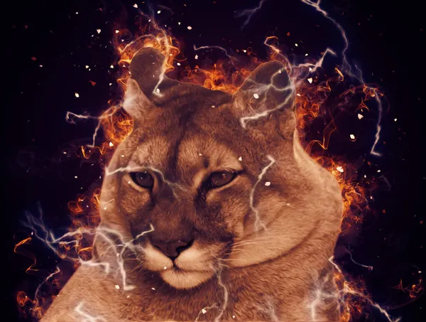 Puma Cougar Portrait Isolated Background Illustration Art Vintage Retro Antique — Stock Photo, Image