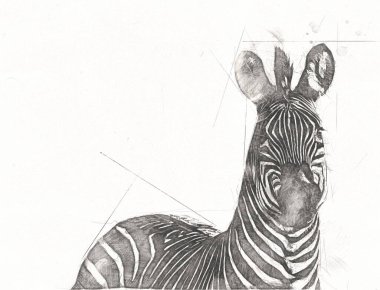 Zebra 'nın çizimi, Afrika memelilerinin çizimi.