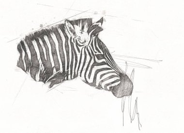 Zebra 'nın çizimi, Afrika memelilerinin çizimi.