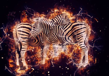 Zebra 'nın çizimi, Afrika memelilerinin çizimi.