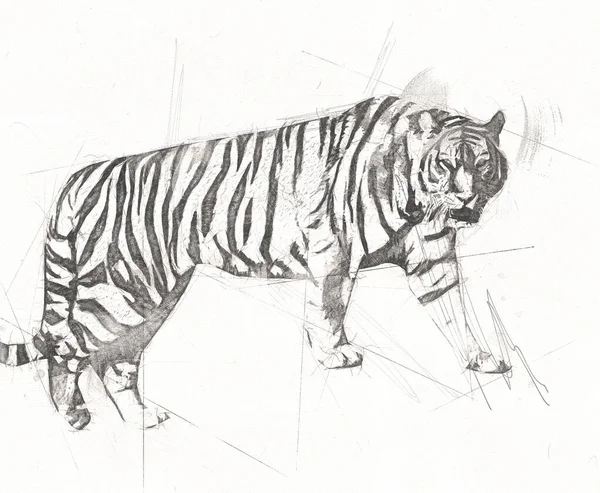 Tiger Art Иллюстрация Цвет Винтажный Гранж Ретро — стоковое фото