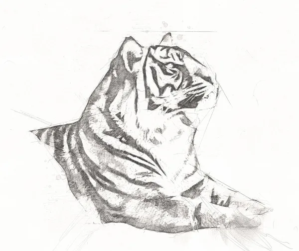 Tiger Art Иллюстрация Цвет Винтажный Гранж Ретро — стоковое фото