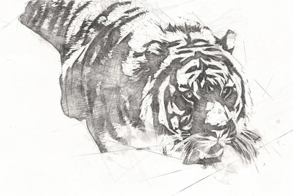 Tiger Art Иллюстрация Цвет Винтажный Гранж Ретро — стоковое фото