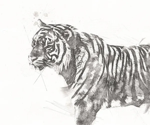 Tiger Art Иллюстрация Цвет Винтажный Гранж Ретро — стоковое фото