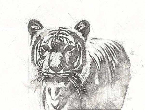 Tigre Arte Illustrazione Colore Vintage Grunge Retro — Foto Stock