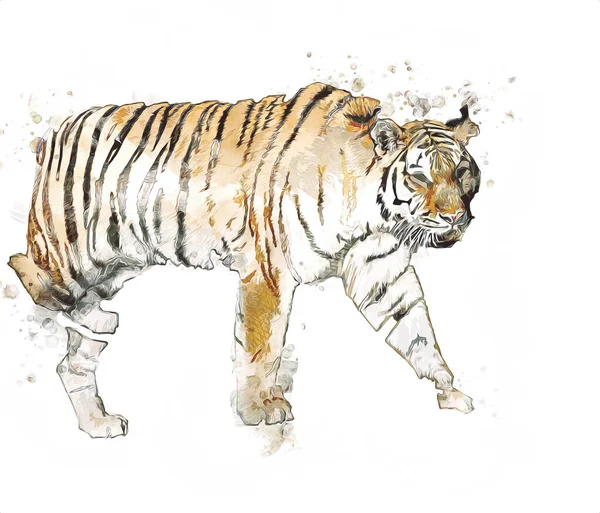 Tigre Art Illustration Couleur Vintage Grunge Rétro — Photo