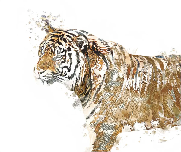 Tigre Art Illustration Couleur Vintage Grunge Rétro — Photo