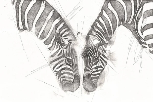 Drawing Zebra Sketch African Mammal Illustration — 스톡 사진