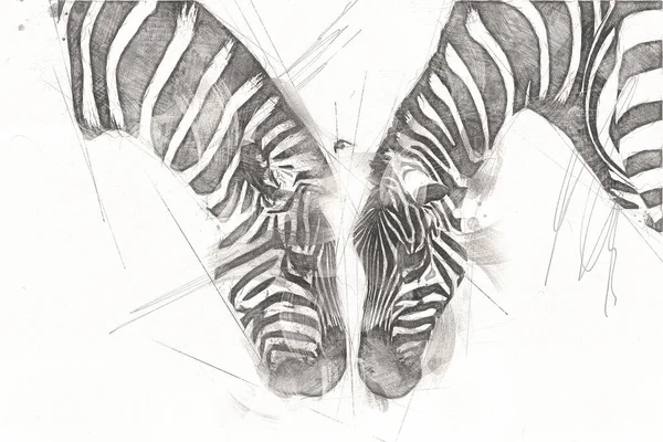 Ritning Zebra Skiss Afrikanska Däggdjur Illustration — Stockfoto