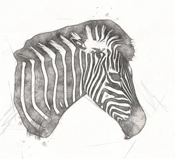 Drawing Zebra Sketch African Mammal Illustration — Stock Photo, Image