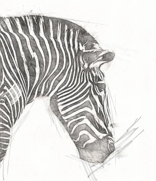 斑马的绘画 非洲哺乳动物图解 — 图库照片