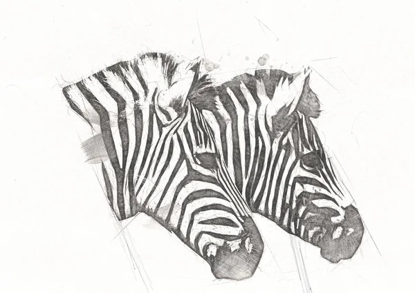 Dibujo Cebra Boceto Ilustración Mamíferos Africanos — Foto de Stock