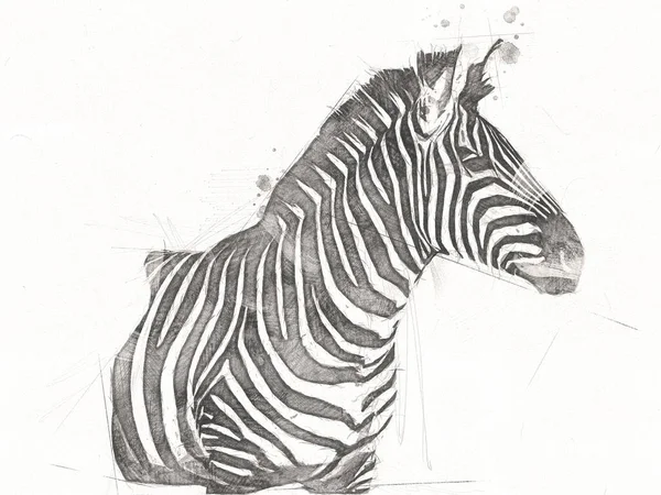 Drawing Zebra Sketch African Mammal Illustration — Stock Photo, Image