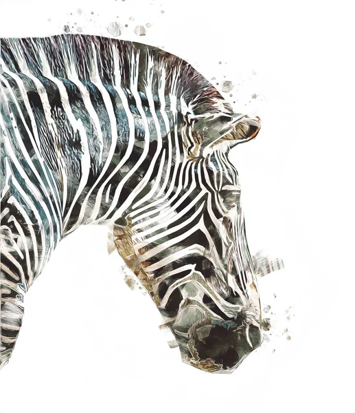 Zebra Nın Çizimi Afrika Memelilerinin Çizimi — Stok fotoğraf